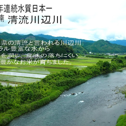 令和5年産新米　特別栽培米ひのひかり5ｋg　熊本県相良村産　精白米 2枚目の画像