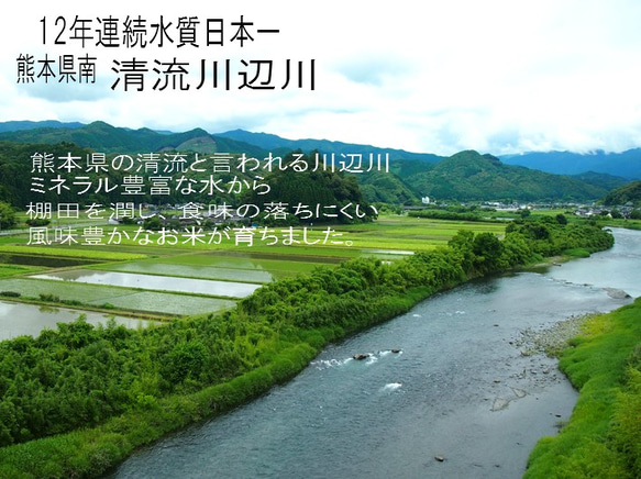 令和5年産新米　特別栽培米ひのひかり5ｋg　熊本県相良村産　精白米 2枚目の画像