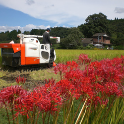 令和5年産新米　特別栽培米ひのひかり5ｋg　熊本県相良村産　精白米 4枚目の画像