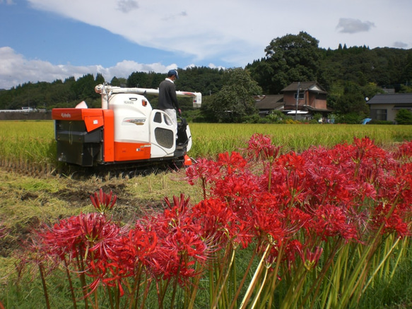 令和5年産新米　特別栽培米ひのひかり5ｋg　熊本県相良村産　精白米 4枚目の画像