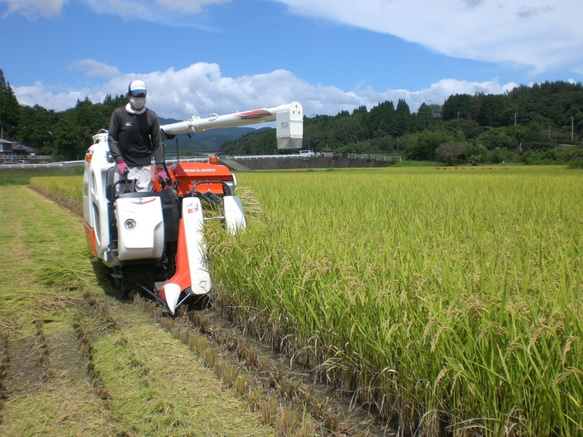 令和5年産新米　精白米ひのひかり5ｋg　熊本県相良村産　　 5枚目の画像