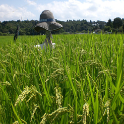 熊本県相良村産　米粉1ｋg（500ｇ×2）　グルテンフリー　特別栽培米使用 2枚目の画像