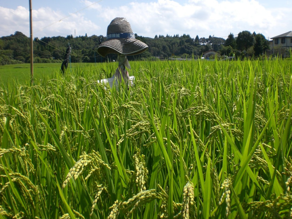 熊本県相良村産　米粉1ｋg（500ｇ×2）　グルテンフリー　特別栽培米使用 2枚目の画像