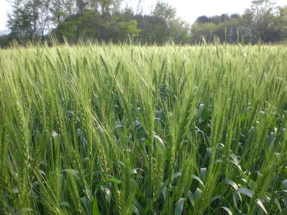 令和5年産　熊本県相良村産　小麦粉1ｋg（500ｇ×2）栽培期間中農薬不使用　 2枚目の画像