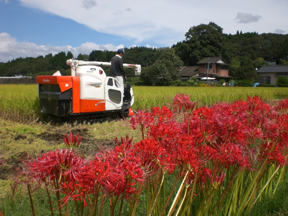 特別栽培米にこまる5ｋg　熊本県相良村産　令和5年産新米　精白米 5枚目の画像