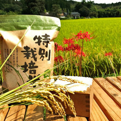 新米特別栽培米食べ比べ4kg(2ｋg×2)　熊本県相良村産　令和5年産　精白米 1枚目の画像