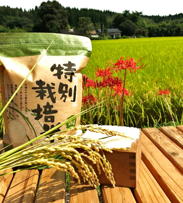 新米特別栽培米食べ比べ4kg(2ｋg×2)　熊本県相良村産　令和5年産　精白米 1枚目の画像