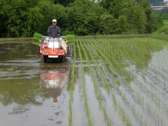 新米特別栽培米食べ比べ4kg(2ｋg×2)　熊本県相良村産　令和5年産　精白米 4枚目の画像