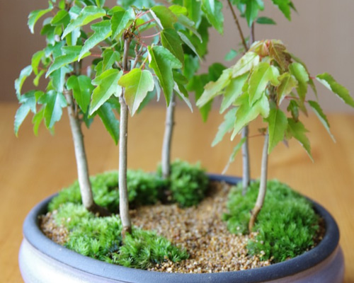 カエデ？鉢付き盆栽 0_4374f2d1f13fe0239933293cfb0b