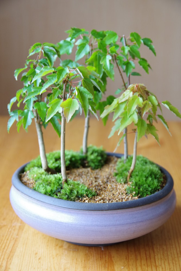 唐カエデの盆栽【陶芸家作盆栽鉢】 その他インテリア雑貨 緑庵