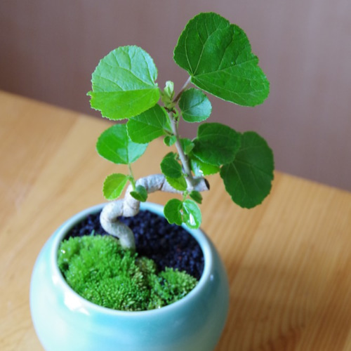 ハマボウの盆栽 【陶芸家作盆栽鉢】 その他インテリア雑貨 緑庵