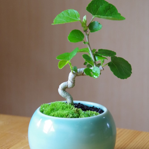 ハマボウの盆栽 【陶芸家作盆栽鉢】 その他インテリア雑貨 緑庵