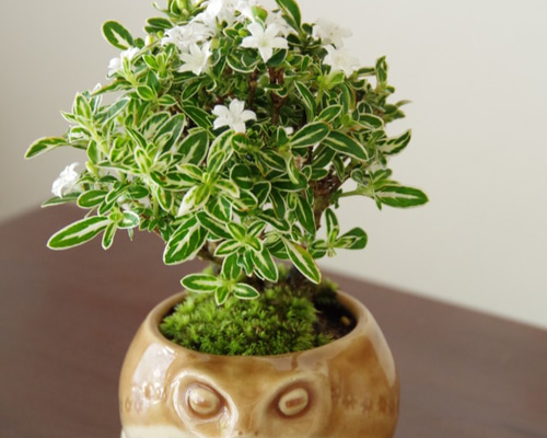 0_bfe5fc4bbb5bc465c19bbef5490f