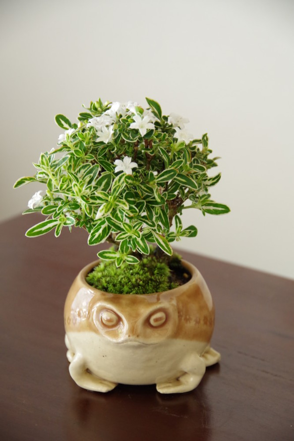 ハクチョウゲの盆栽【陶芸家作盆栽鉢】カエル その他インテリア雑貨 緑