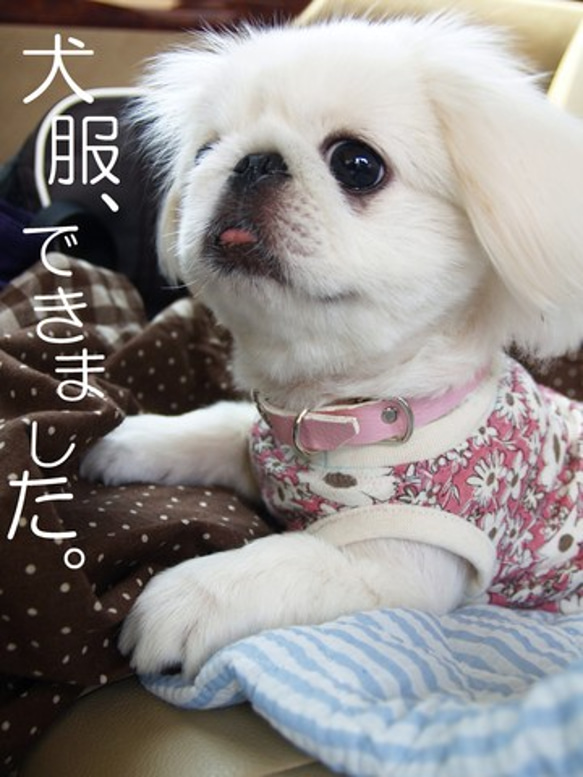 犬服～軽井沢婦人の休日☆花柄の偽り姉妹！ 1枚目の画像