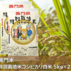 【 黄門米 特別栽培米 】こしひかり白米 5kg×2袋 1枚目の画像
