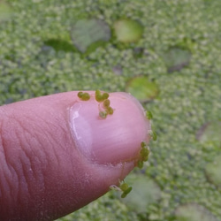 浮草（アオウキクサ） 2枚目の画像