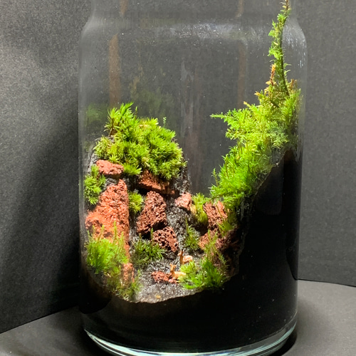 苔テラリウム 谷レイアウト 鹿 その他インテリア雑貨 kokebariton 通販