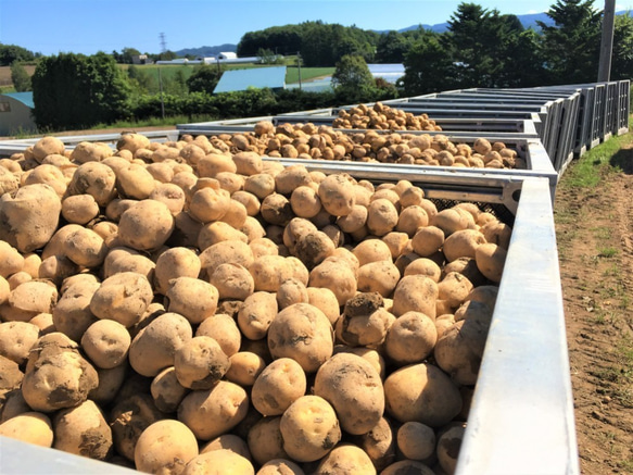 【2020年とれたてじゃがいも】とうや　Ⅿサイズ10ｋｇ　北海道から産地直送 4枚目の画像