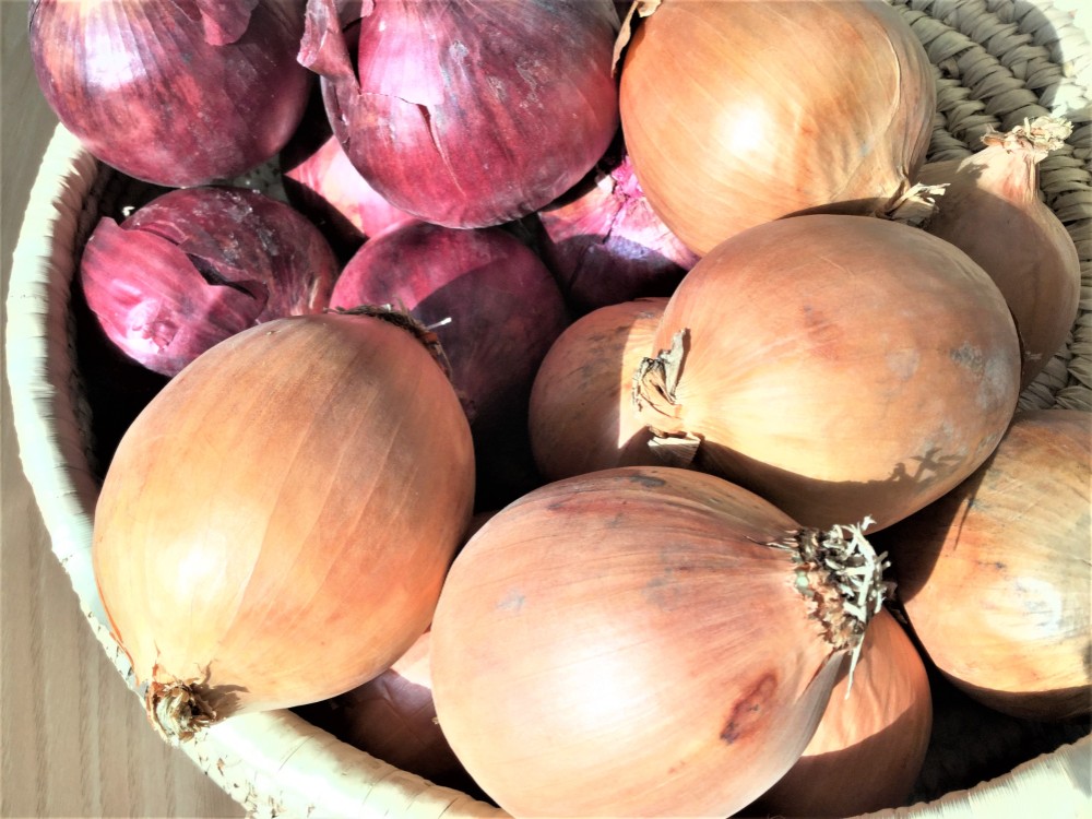 たまねぎ Amazon | ラベルネット 胴ラベル L-10027 FOC UC 新玉ねぎ/61