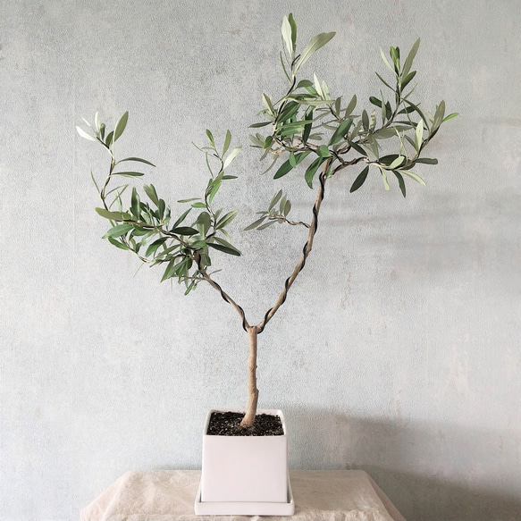 南アルプスのオリーブ盆栽　シプレッシーノ  (PS59) 1枚目の画像