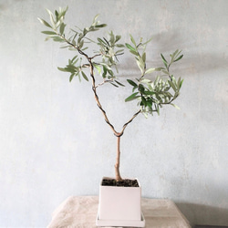 南アルプスのオリーブ盆栽　シプレッシーノ  (PS59) 2枚目の画像