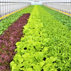 サラダミニセット　植物性で育てた完全無農薬の葉野菜ブランド   有機JAS 1枚目の画像