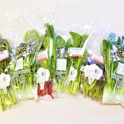 サラダミニセット　植物性で育てた完全無農薬の葉野菜ブランド   有機JAS 2枚目の画像