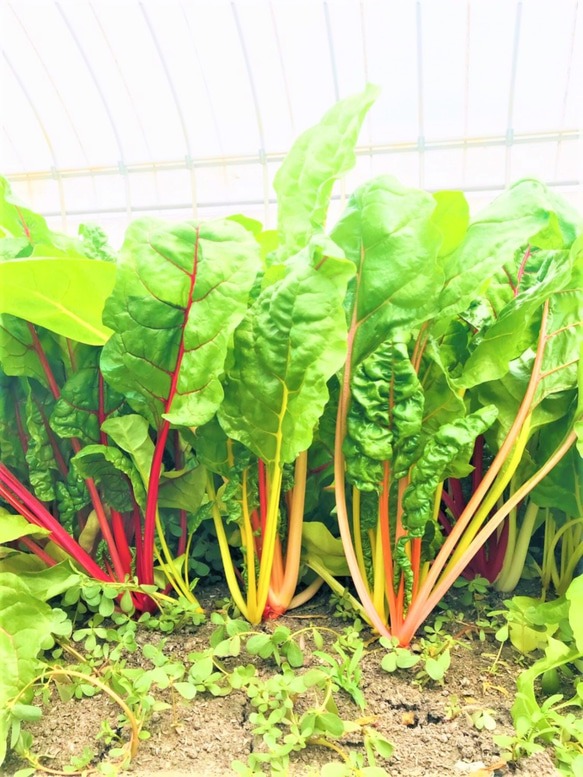 サラダミニセット　植物性で育てた完全無農薬の葉野菜ブランド   有機JAS 4枚目の画像