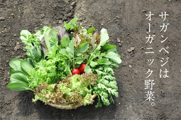 サラダミニセット　植物性で育てた完全無農薬の葉野菜ブランド   有機JAS 5枚目の画像