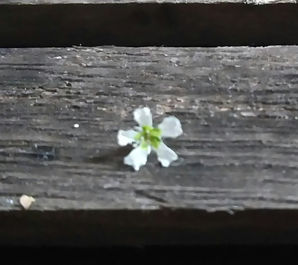 白の一重かすみ草✾ドライフラワー 2枚目の画像