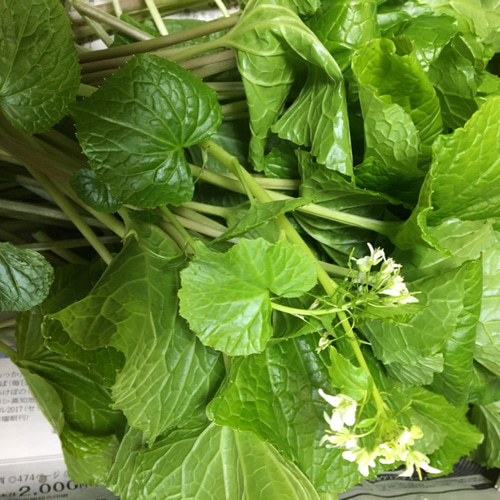 やさい屋ひろ坊‼️ 岩手県産天然葉わさび40本行者ニンニク100本計140本 やさい屋ひろ坊‼️ 岩手県産天然葉わさび40本行者ニンニク100