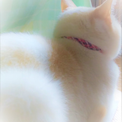猫の首輪　スエード紐　ブルー 6枚目の画像