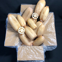 ちょろぎ2kg 珍しい生のちょろぎを採りたてでお届け※種芋にもなります#01 ちょろぎ2kg 珍しい生のちょろぎを採りたてでお届け※種芋に