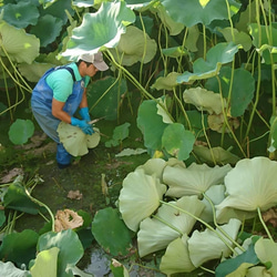 【久保の蓮根】最高の鮮度で食べてみませんか？　大小バラ　１キロ　徳島県産 4枚目の画像