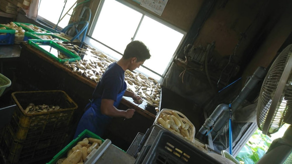 【久保の蓮根】最高の鮮度で食べてみませんか？　大小バラ　１キロ　徳島県産 6枚目の画像