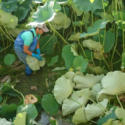 【久保の蓮根】最高の鮮度で食べてみませんか？　（２本入り）　徳島県産 4枚目の画像