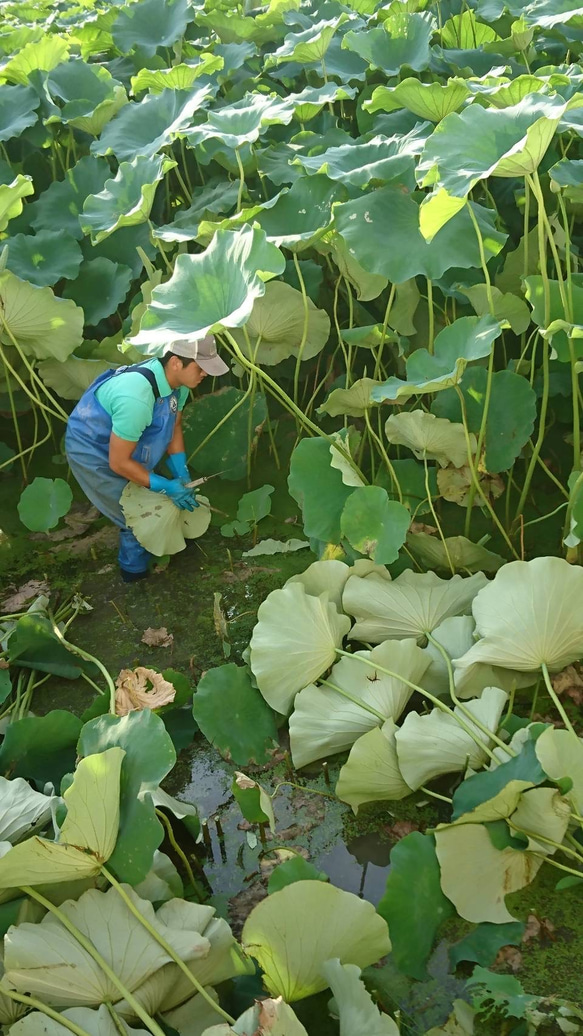 【久保の蓮根】最高の鮮度で食べてみませんか？　大小バラ　４キロ　徳島県産 4枚目の画像