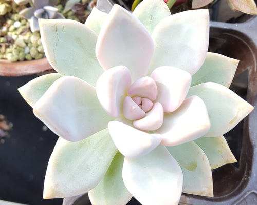 多肉植物 赤い子♡ラスト！ ラスト♥桜牧丹♥抜き苗 多肉植物 taniku－maruko 通販 12685745