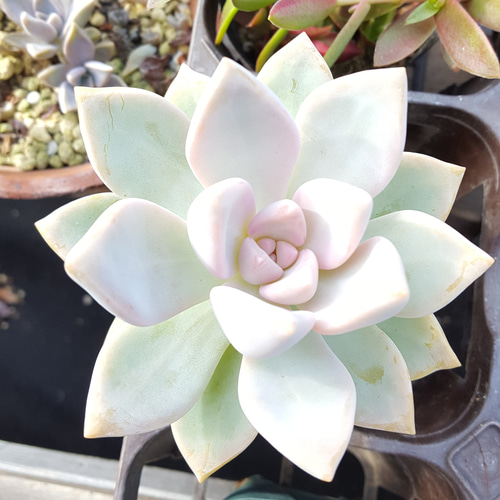 ラスト♥桜牧丹♥抜き苗 多肉植物 taniku－maruko 通販 12685745