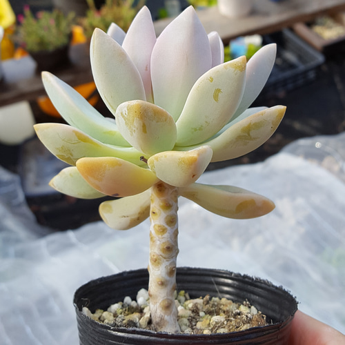 ラスト♥桜牧丹♥抜き苗 多肉植物 taniku－maruko 通販 12685745