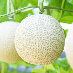 遅れてごめんね。母の日ギフトマスクメロン「1玉入り」 6枚目の画像