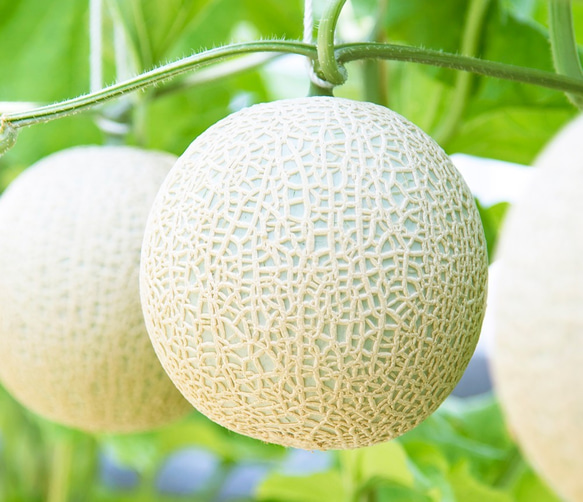 遅れてごめんね。母の日ギフトマスクメロン「1玉入り」 6枚目の画像