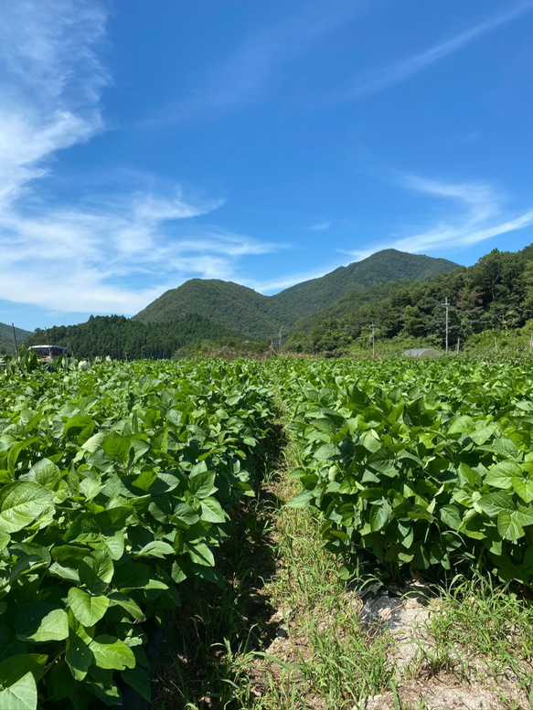 令和5年 丹波篠山黒枝豆/さや枝豆１ｋｇ 6枚目の画像