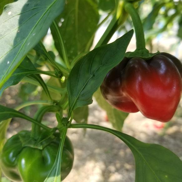 【二十四節気の野菜7～9品目】魚のまち農家の野菜セット 2枚目の画像