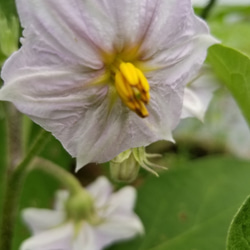 【二十四節気の野菜7～9品目】魚のまち農家の野菜セット 6枚目の画像