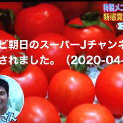 (お試し27%OFF）コクトマ！ こくがあって味濃いめ 八ヶ岳産ミニトマト 約1kg  減農薬栽培 品質保証あり 2枚目の画像