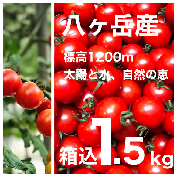 コクトマ！ こくがあって味濃いめ 八ヶ岳産ミニトマト 箱込約1.5kg お子様も生でパクパク！ 減農薬栽培 品質保証あり 1枚目の画像