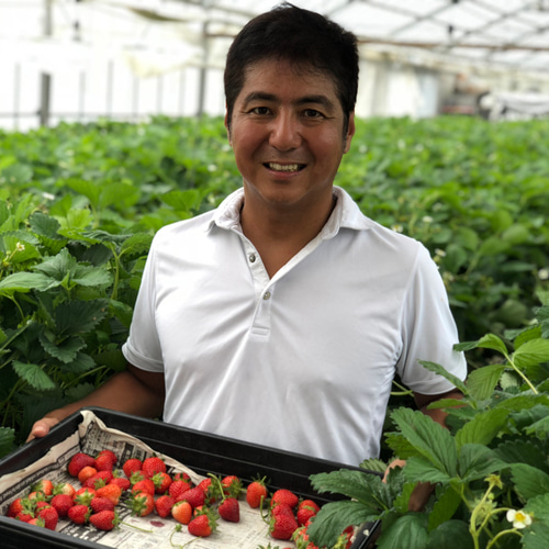 予約販売：2021年12月販売開始】八ヶ岳産 高級いちご 4パック 食べ始め