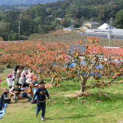 【11月下旬発送】幻の柿 次郎柿！木成り完熟の逸品12個化粧箱入り（3.5ｋｇ） 4枚目の画像